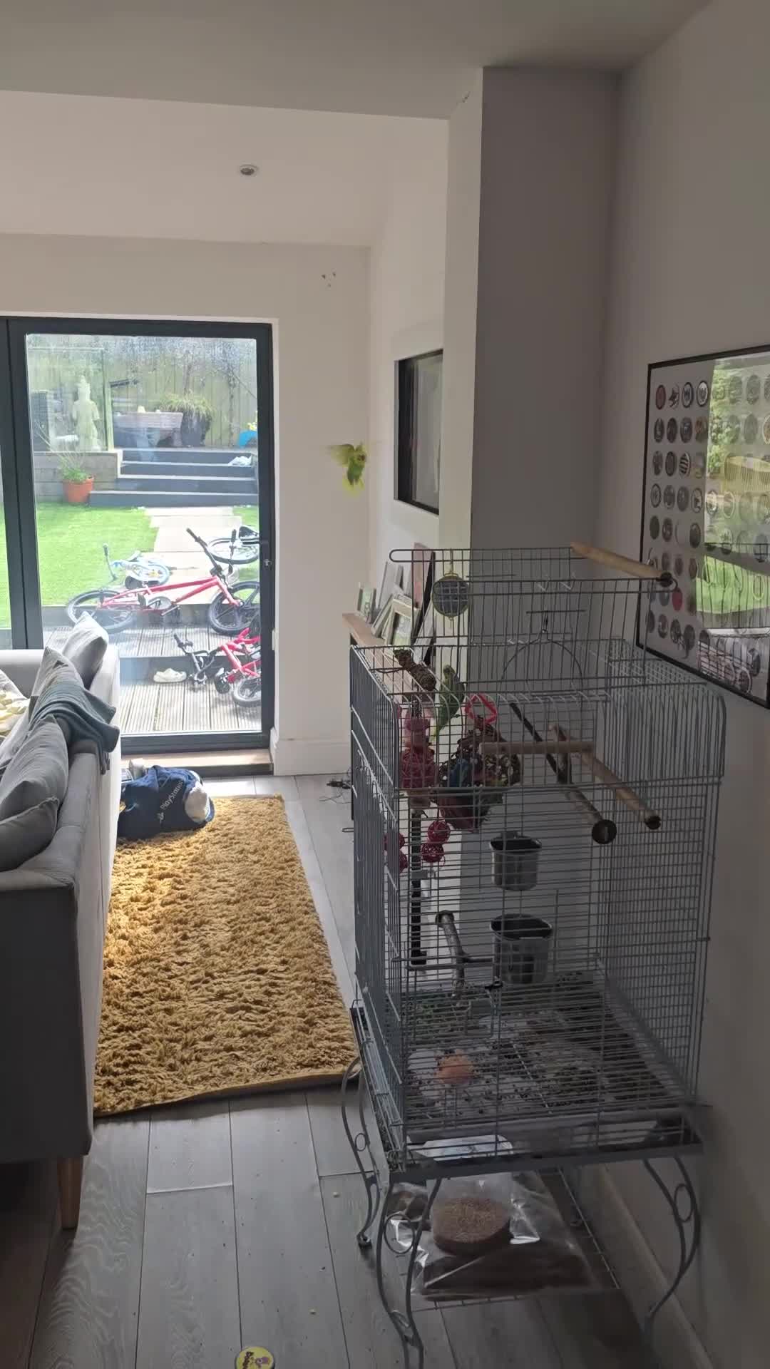 Budgerigars birds for sale: 3 budgies for sale with cage and all accessories in Bristol - Video 1