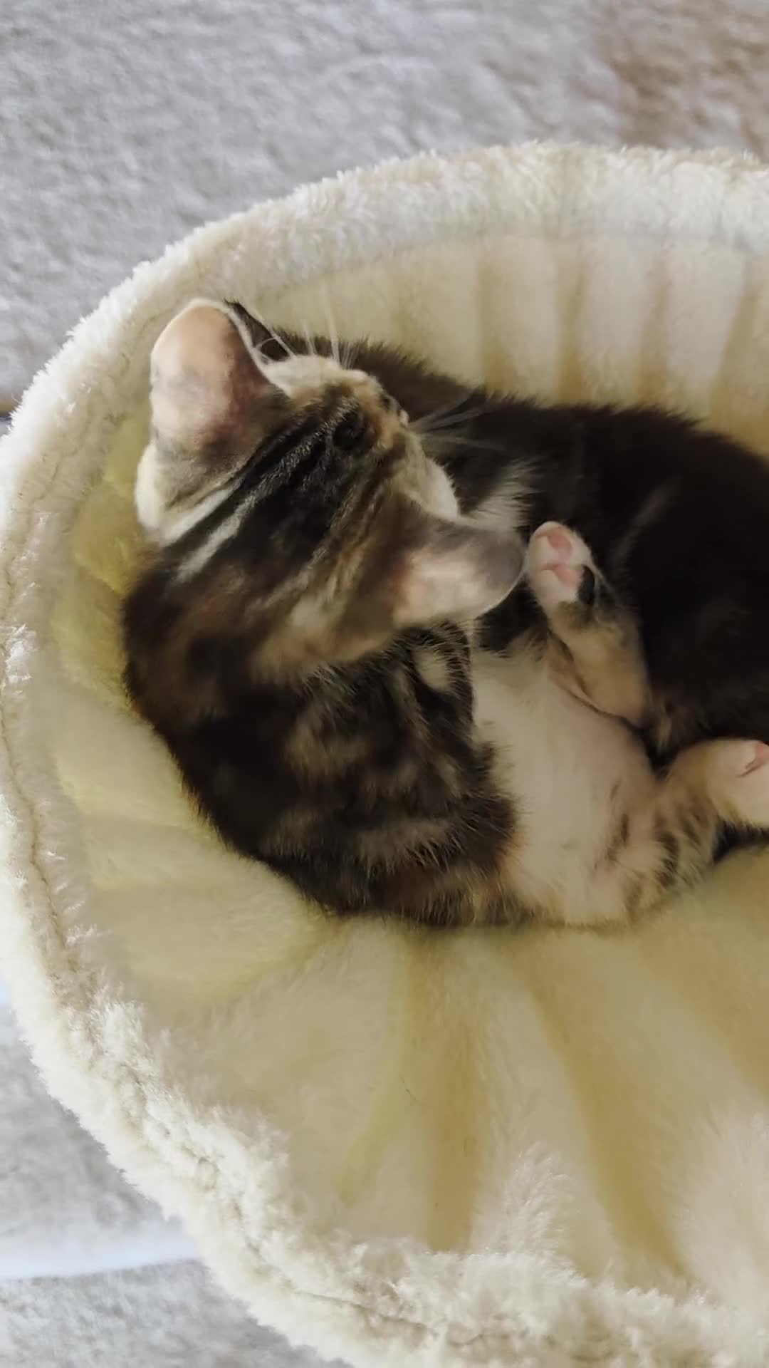 Domestic Shorthair cats for sale: Four sweet little flufflets - Video 1