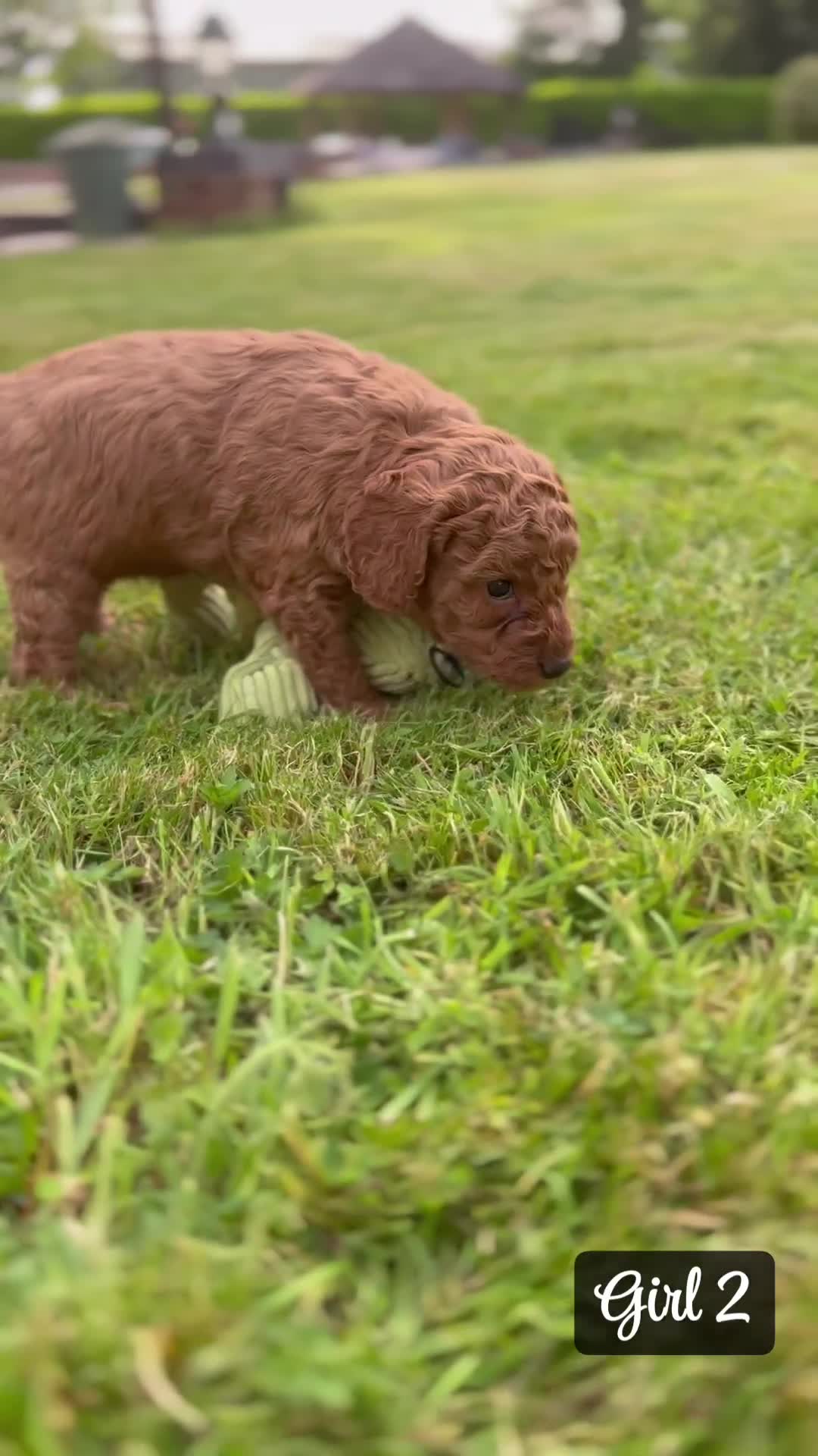 Miniature Poodle dogs for sale: KC Registered Deep Red Miniature Poodle Puppies in Ashbourne - Video 2