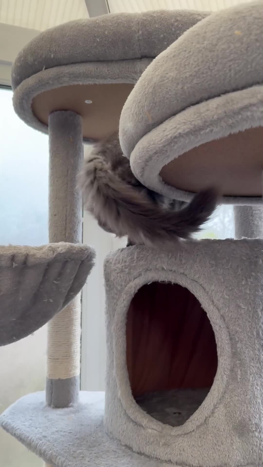 Maine Coon cats for sale: LAST FEMALE AVAILABLE Champion blood line kittens  - Video 2