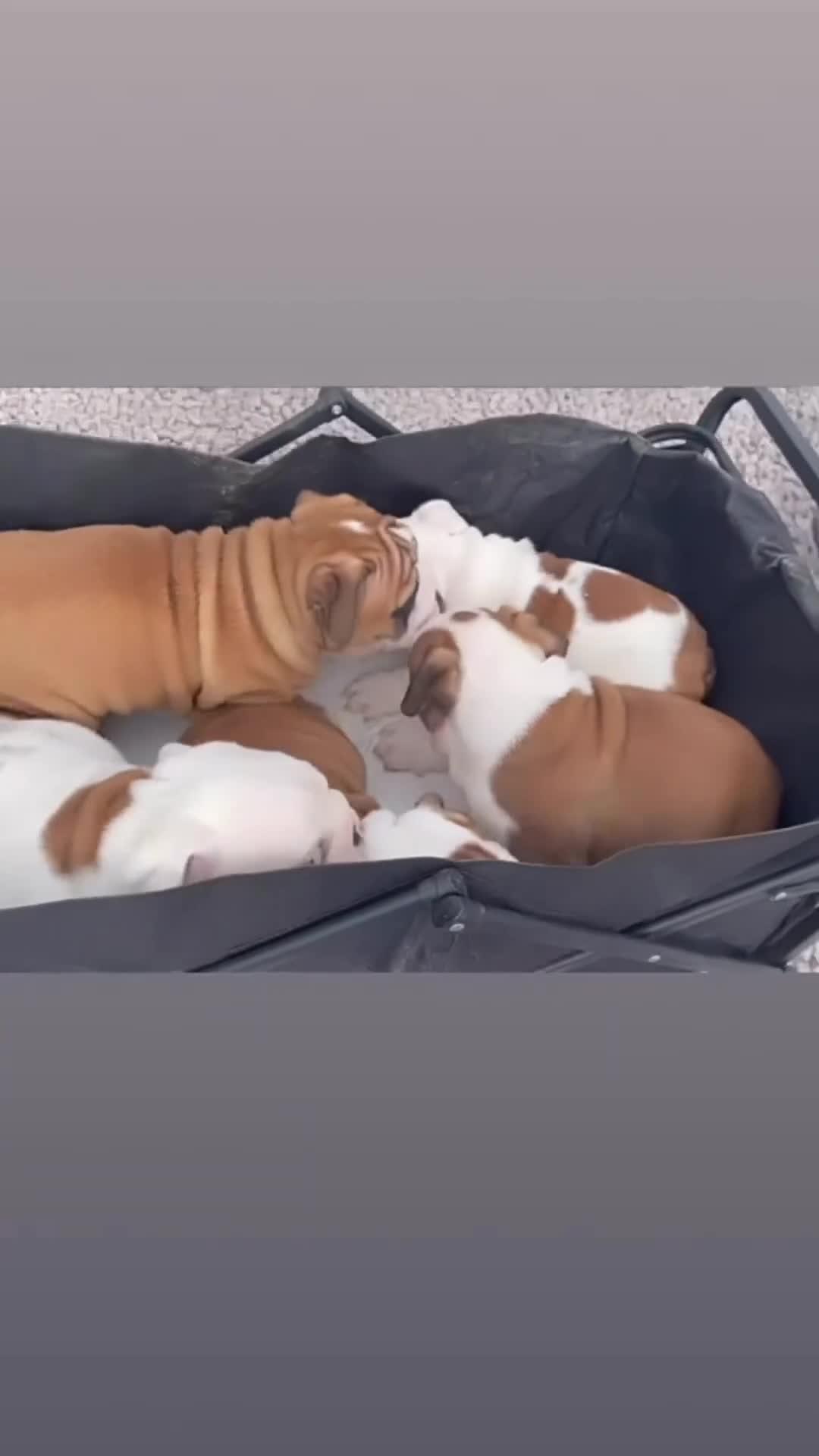 English Bulldog dogs for sale: Kc reg red and white & pied  - Video 1