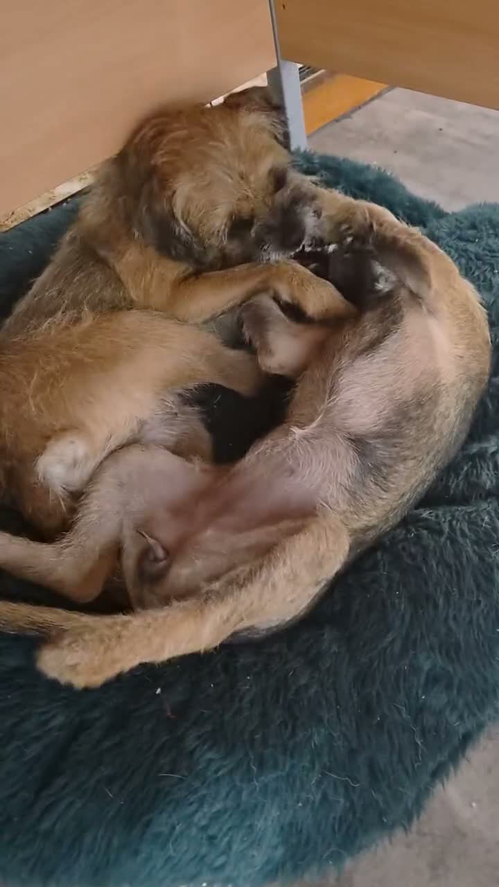 Border Terrier dogs for sale: Beautiful Grizzle Border Terrier Girl, Crumble - Video 1