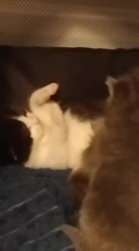 British Shorthair cats for sale: Kittens for sale - Video 1