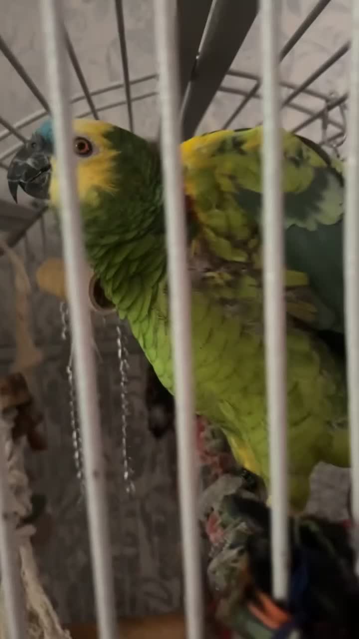 Parrots birds for sale: Amazon parrots in Grangemouth - Video 2