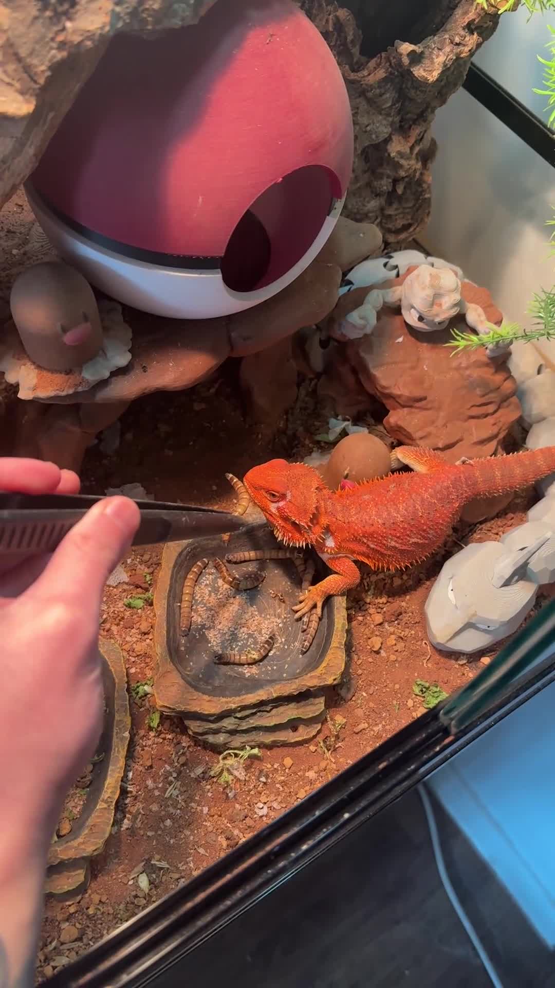 Bearded Dragon reptiles for sale: red bearded dragon for sale - Video 1