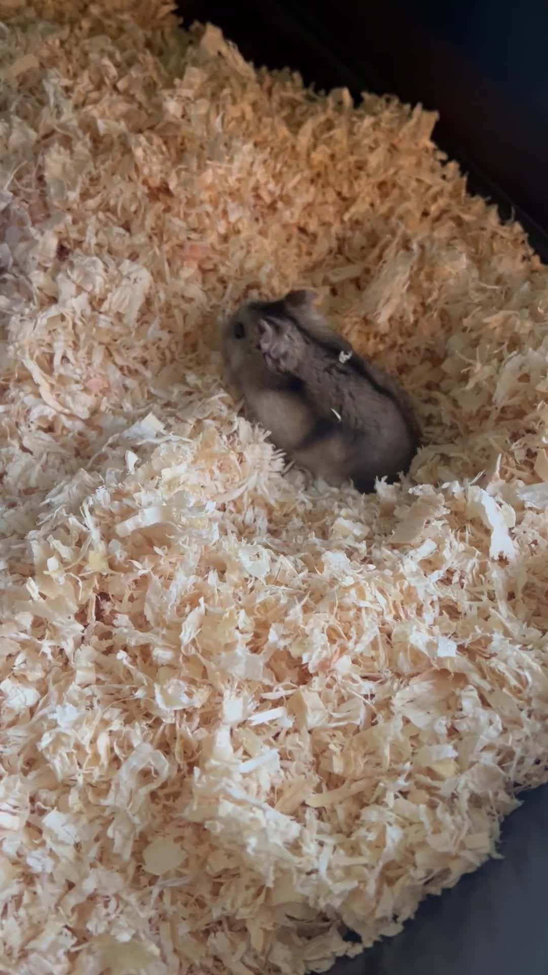 Hamster rodents for sale: Russian dwarf hamster and cage - Video 1