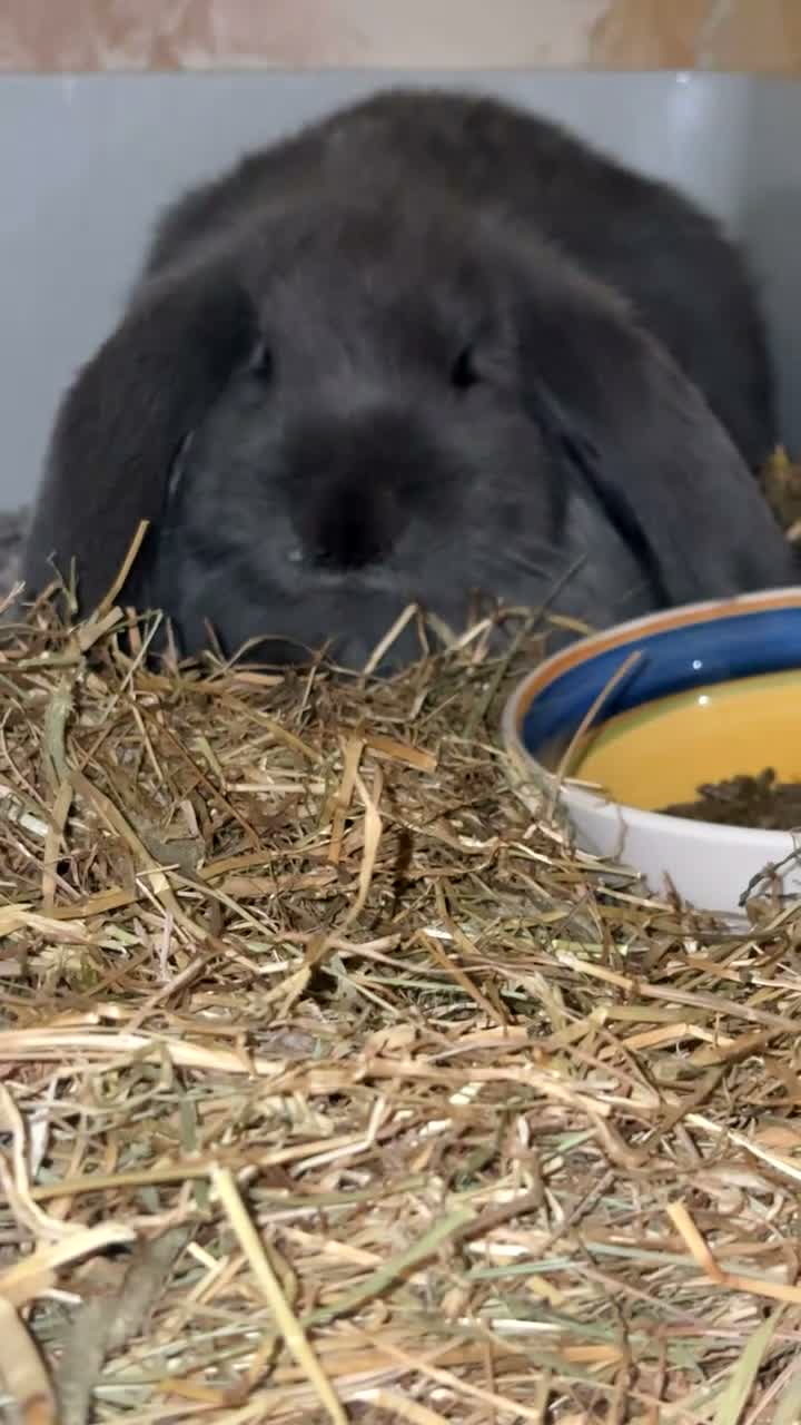 French Lop rabbits for sale: French lop bunny in Sheffield - Video 2