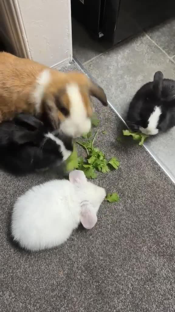 Mixed Breed rabbits for sale: A loving kind family of rabbits - Video 1