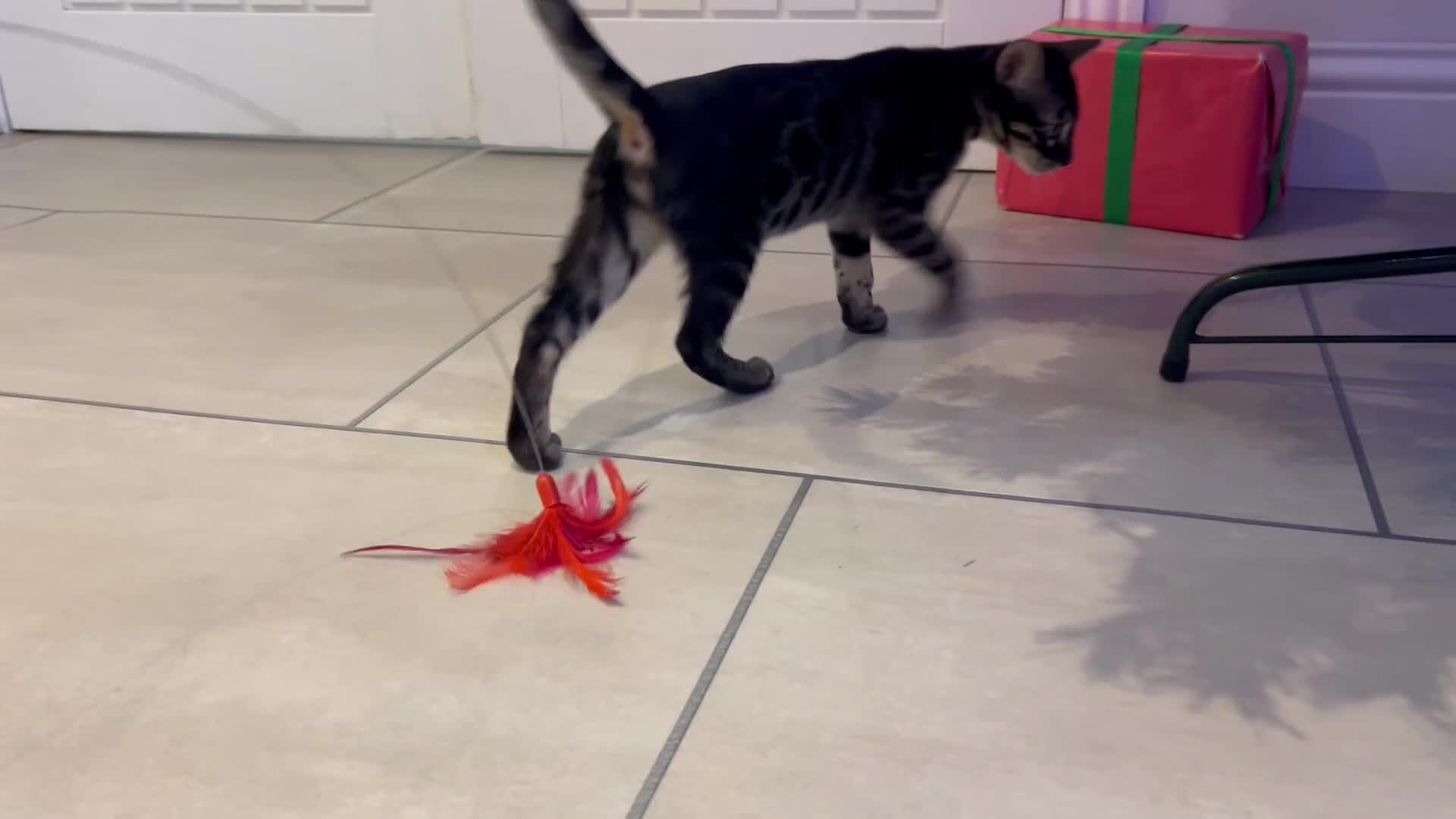 Bengal cats for sale: Stunning Charcoal Female Bengal Kitten - TICA - Video 1