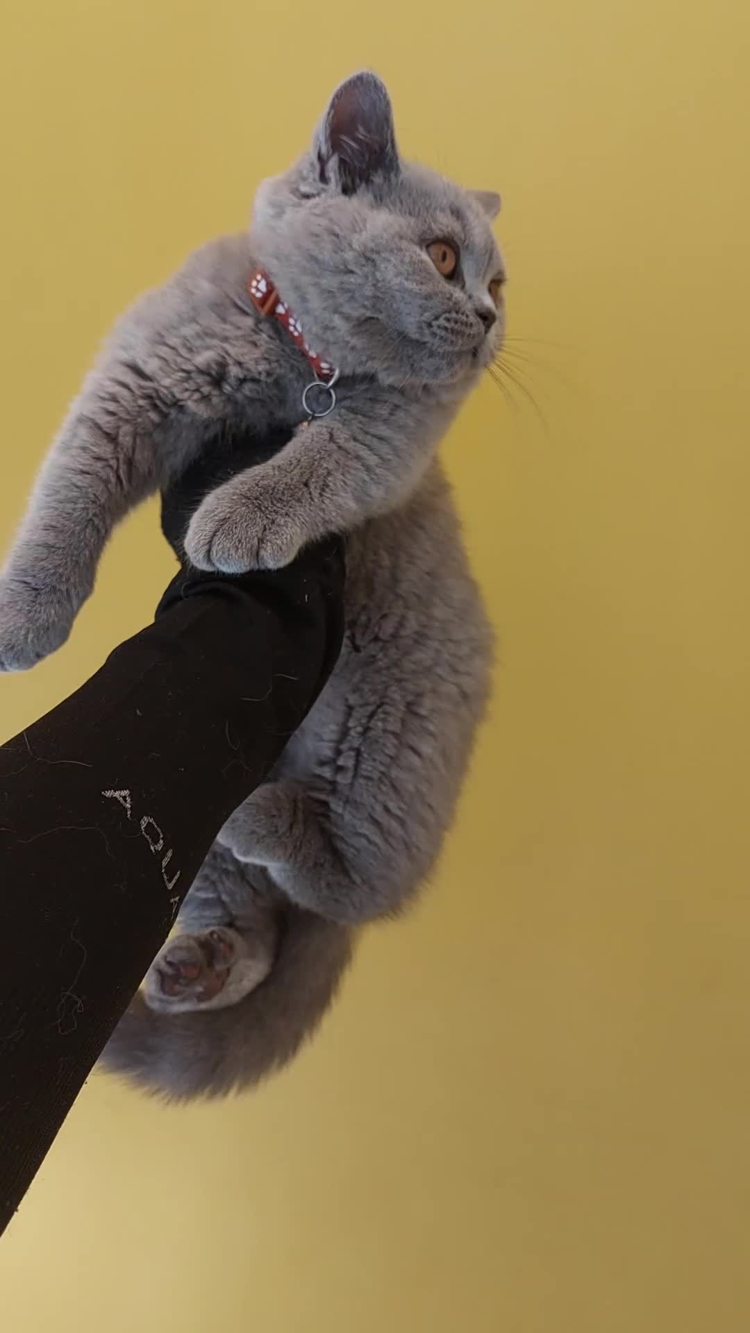 British Shorthair cats for sale: OUTSTANDING🏆PEDIGREE🎖CH SIRED in Dudley - Video 1