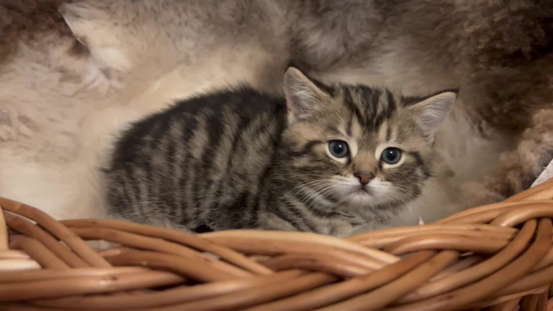 Munchkin cats for sale: Beautiful Fur Babies 🤗 - Video 5