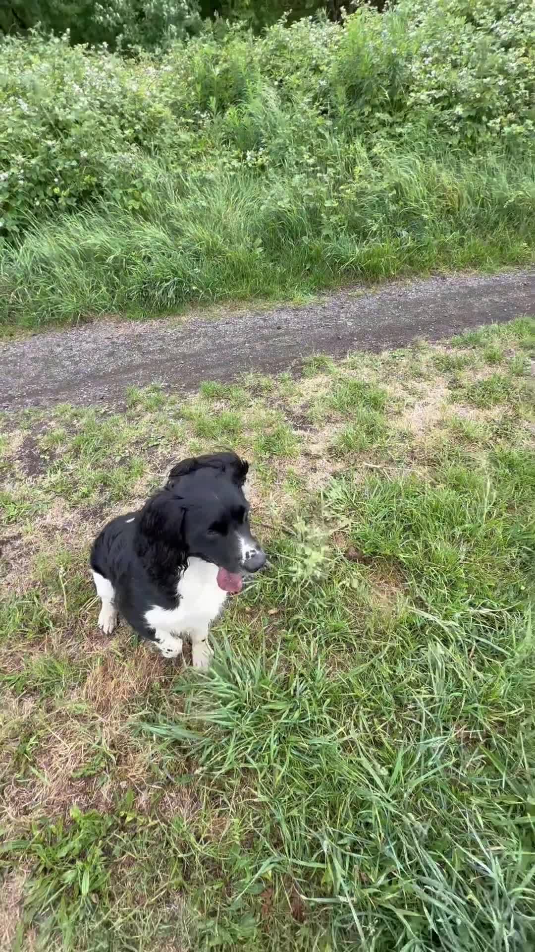 English Springer Spaniel dogs for stud: Stunning KC Stud, Proven, Health and DNA Tested. in Wigan - Video 1