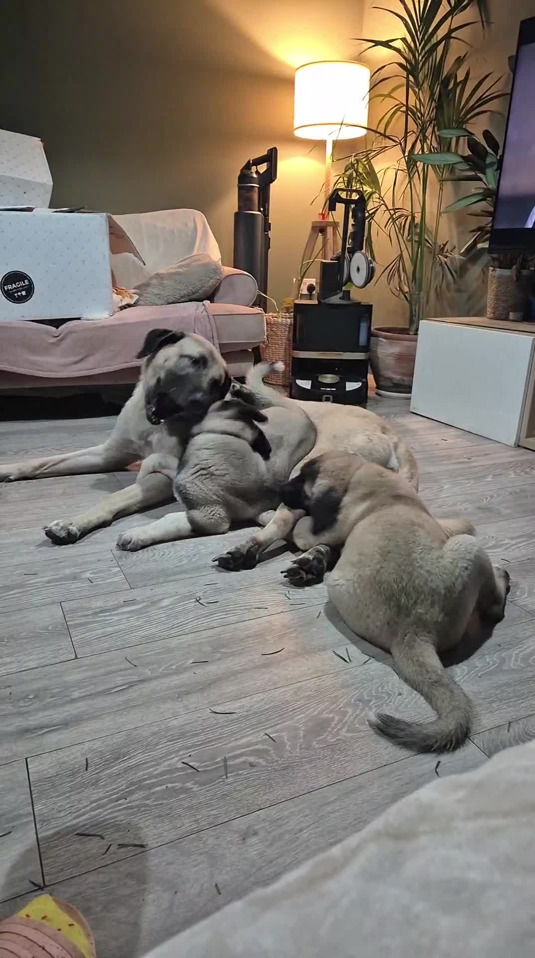 Turkish Kangal dogs for sale: Female Kangals - Video 2