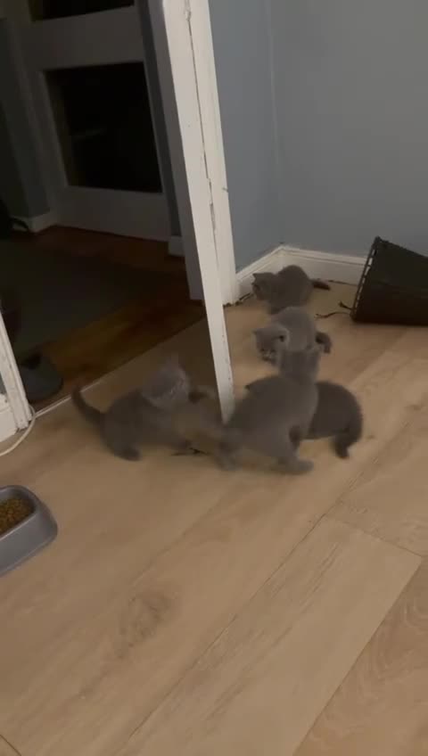 British Shorthair cats for sale: lovely british short hair - Video 1