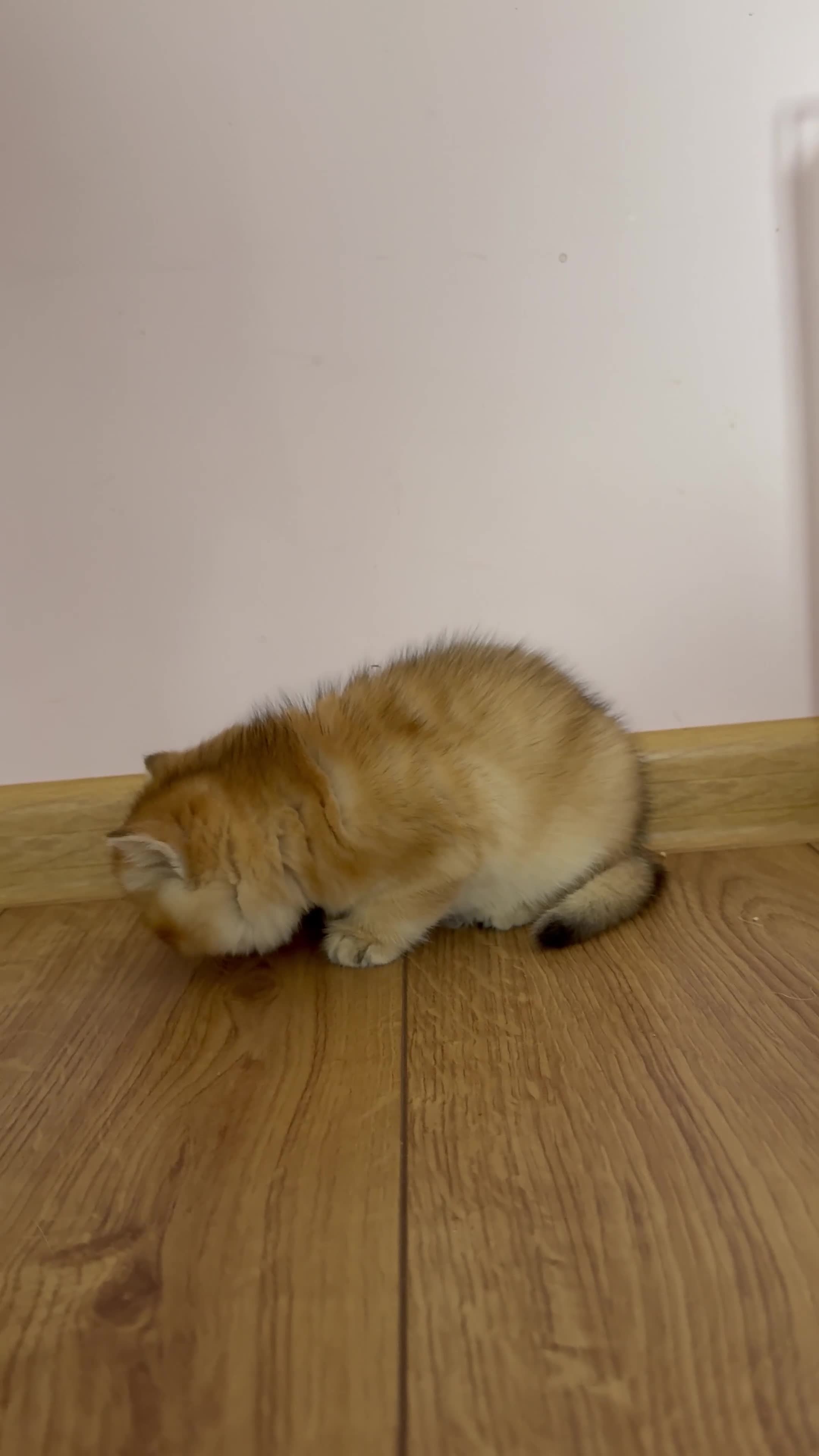 British Shorthair cats for sale: 🌟 Golden kittens. Fluffy happiness for you 🌟 - Video 4