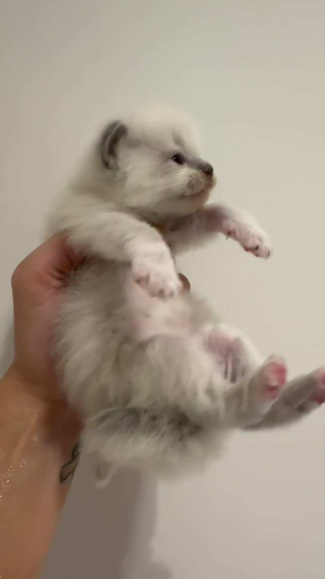 Ragdoll cats for sale: READY TO RESERVE - pedigree Ragdoll Kittens - Video 3