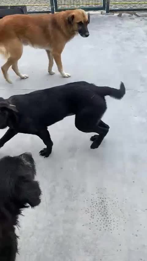 Mixed Breed dogs for adoption: Nyx, 1 yr old approx. Available for adoption. - Video 4