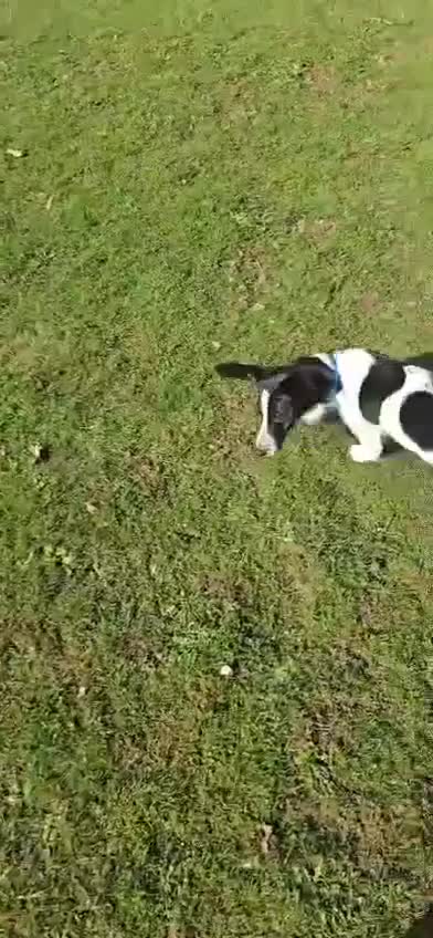 Mixed Breed dogs for adoption: Tessa- little sweetheart 6 months old - Video 3