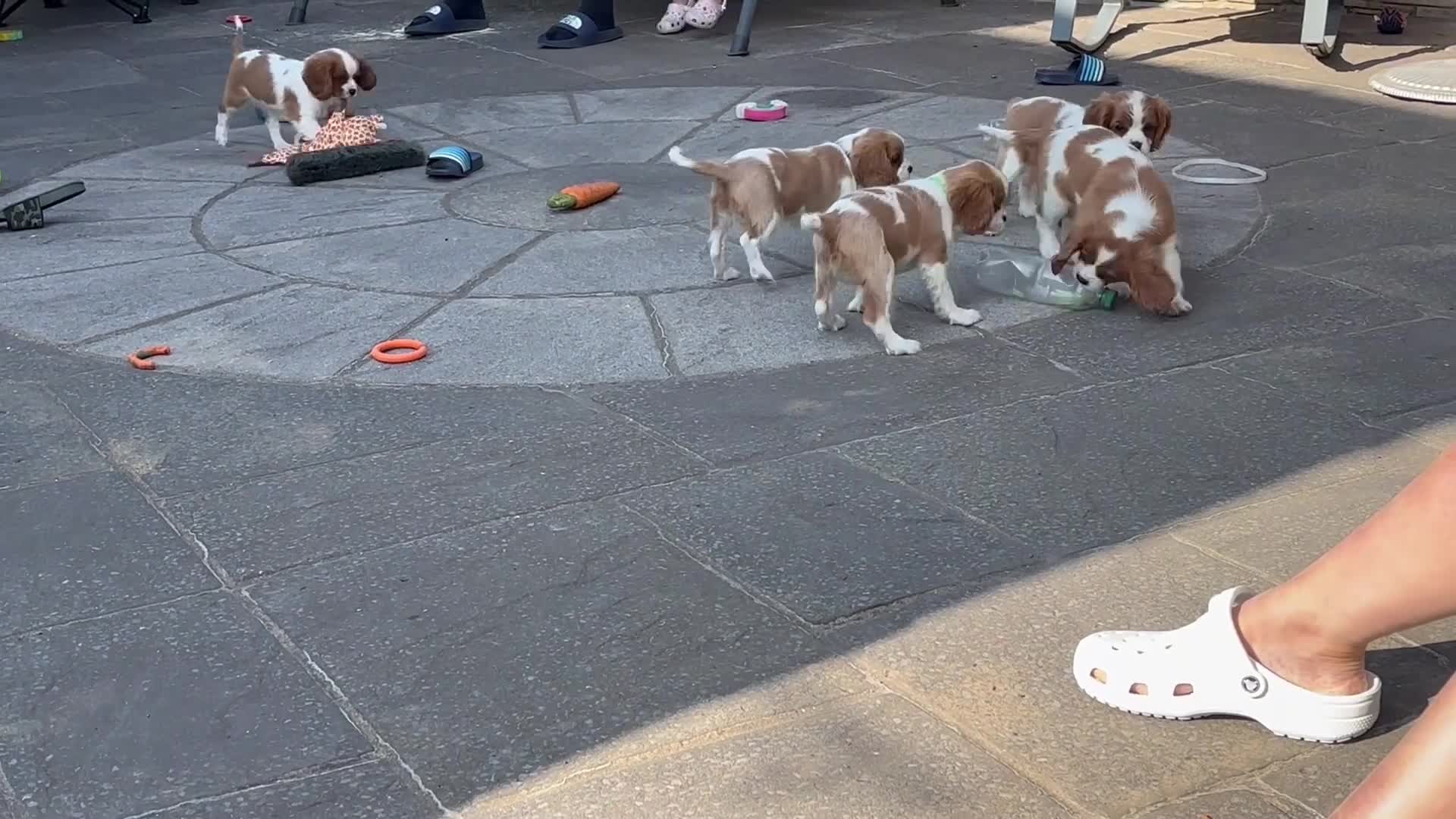 Cavalier King Charles Spaniel dogs for sale: Cavalier King Charles Spaniel Puppies  - Video 3