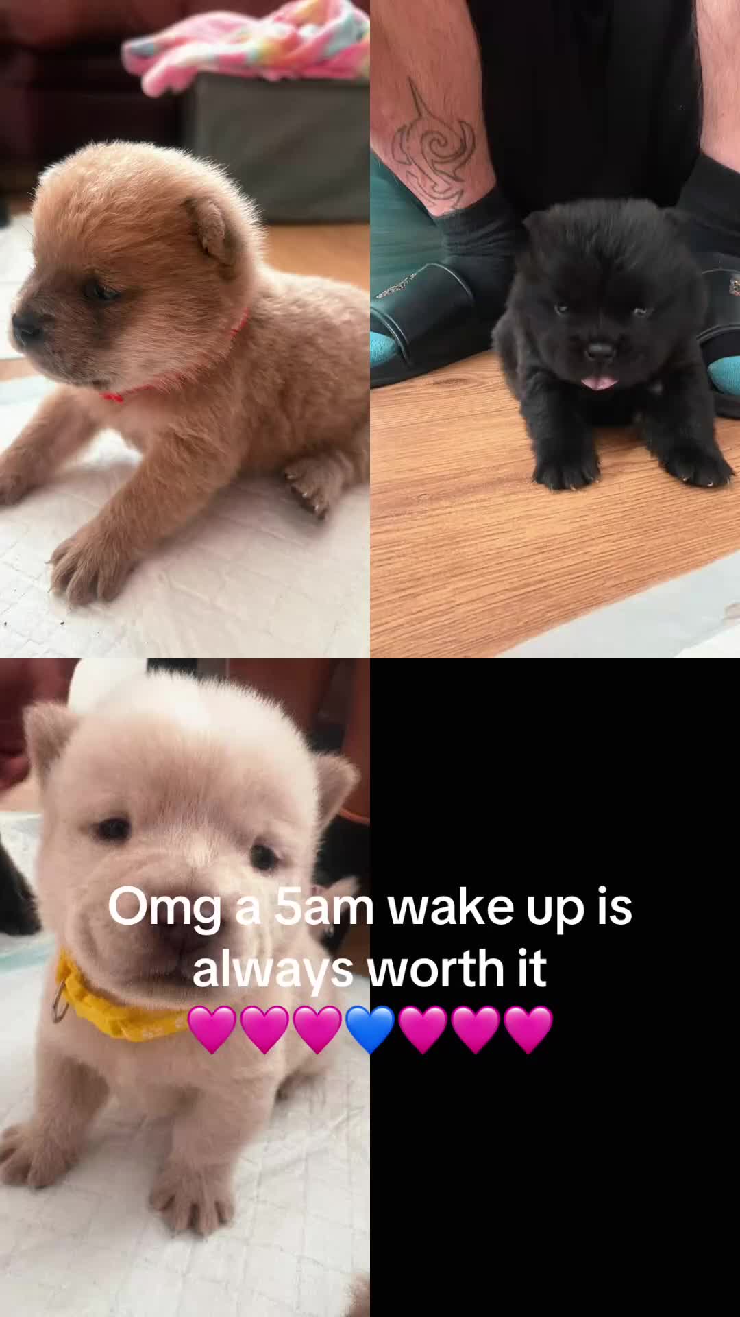 Chow Chow dogs for sale: Chow chow puppies 🩷🩷🩷💙🩷🩷🩷 - Video 1