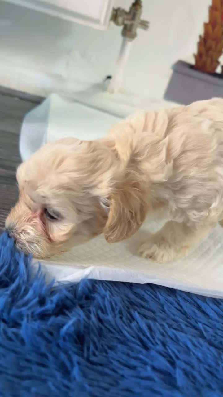 Maltipoo dogs for sale: Maltipoo puppies  - Video 5