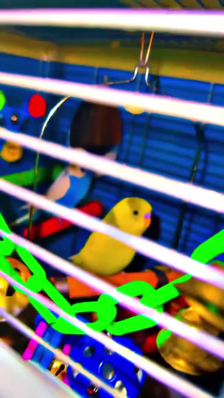 Budgerigars birds for sale: X2 budgies  in Derby - Video 1