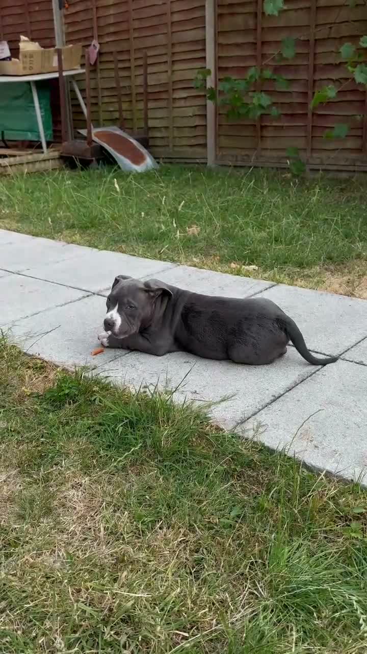 American Bully dogs for sale: Young American Bully Looking for a Loving Home in London - Video 3