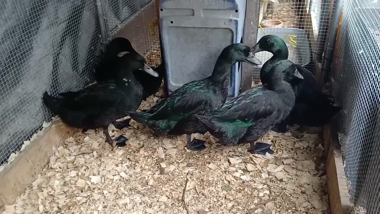 Ducks poultry for sale: 1 pair of cayuga ducks - Video 1
