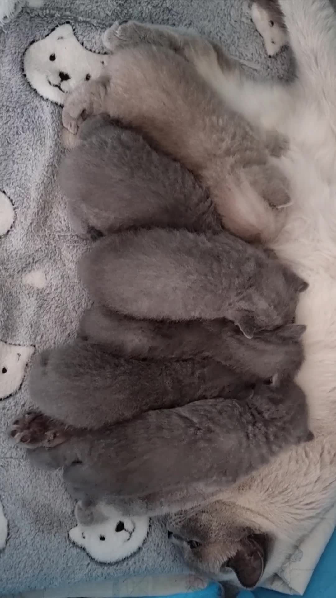 British Shorthair cats for sale: AMAZING BRITISH SHORHAIR KITTENS!!! - Video 1