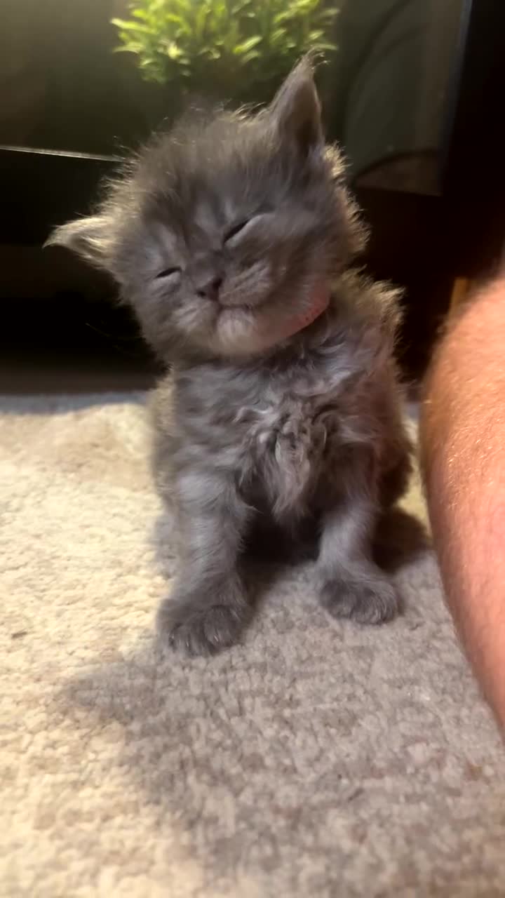 Maine Coon cats for sale: Maine coon kittens for sale  - Video 2