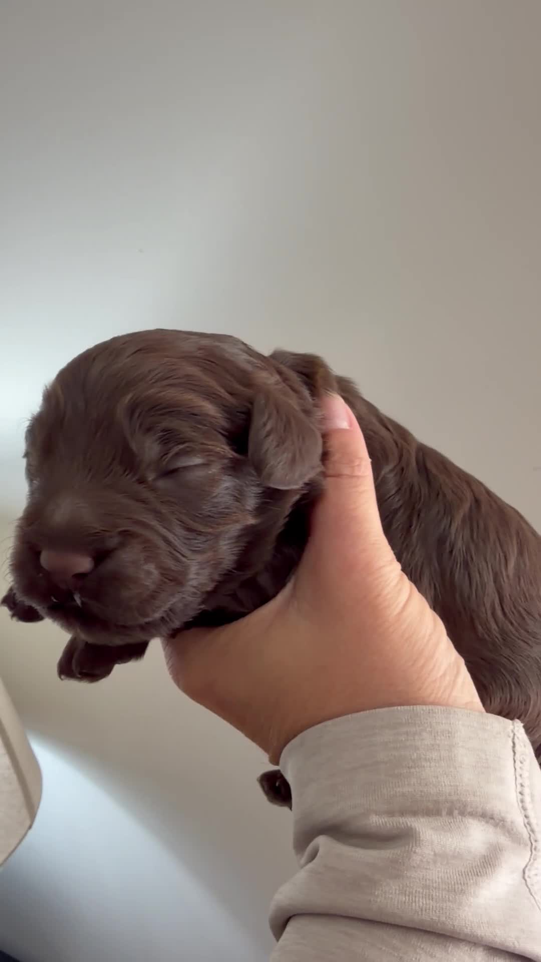Cockapoo dogs for sale: F1 cockapoo - Video 1