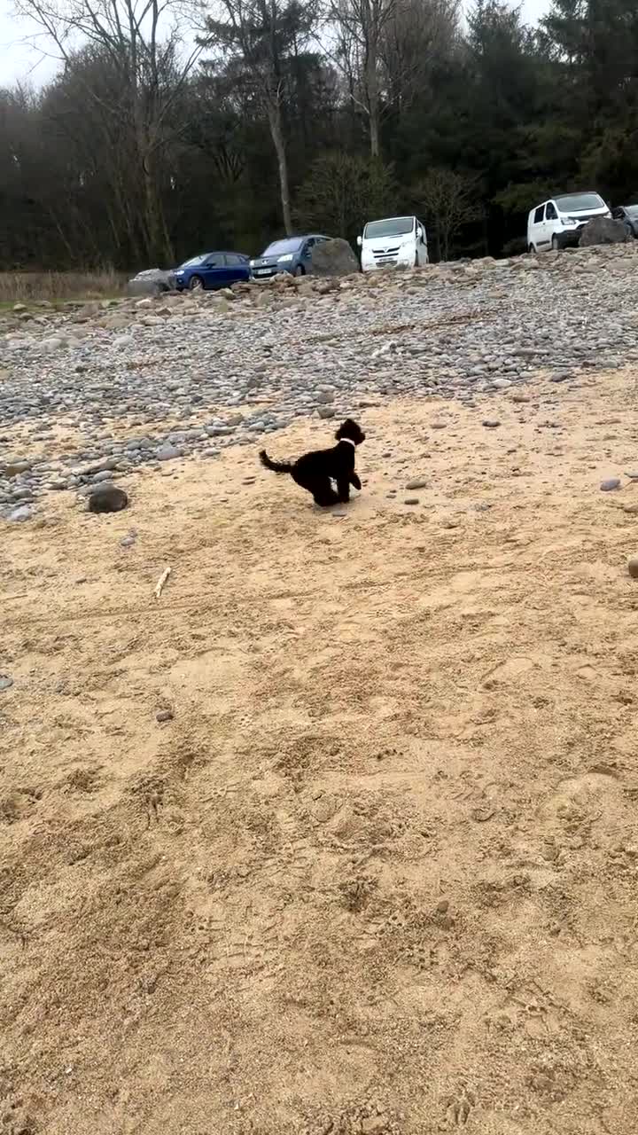 Cockapoo dogs for sale: Cockapoo  - Video 2