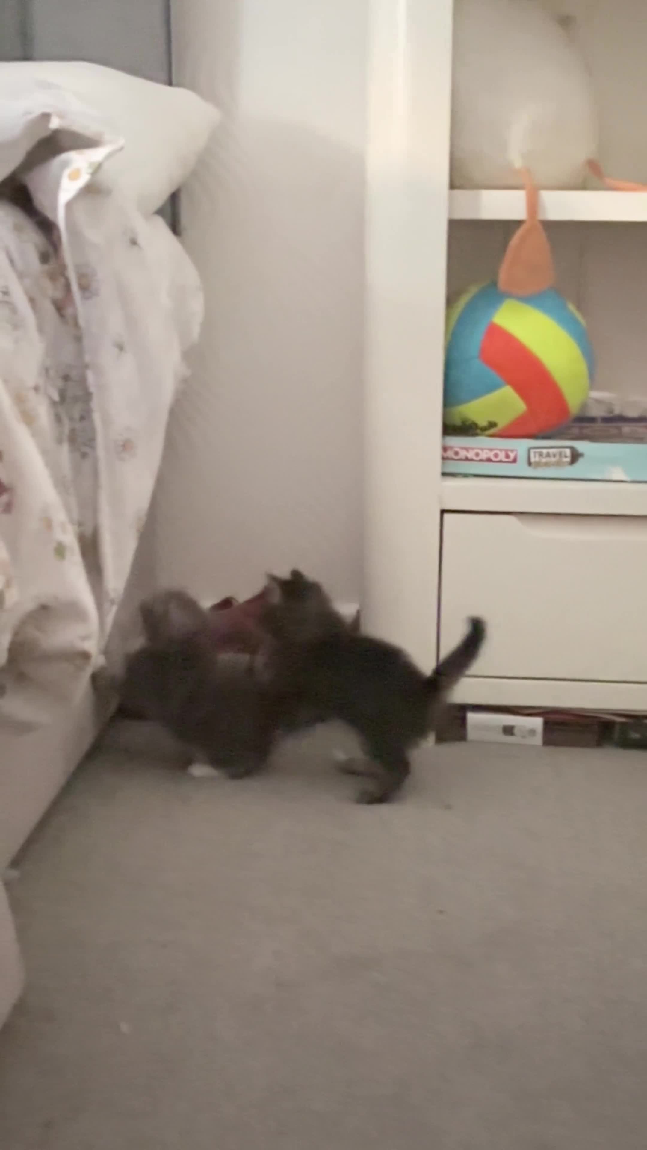 British Shorthair cats for sale: 4 Fluffy kittens  in Newport - Video 3