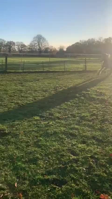 Other Breed horses for sale: Beautiful Gypsy Cob for Sale!! in Lichfield - Video 2