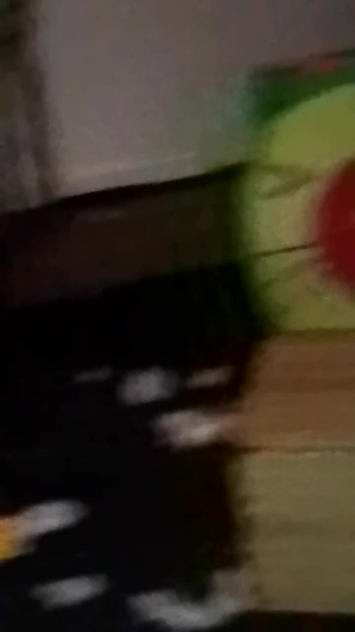 Mixed Breed cats for sale: Girl kitten  - Video 1