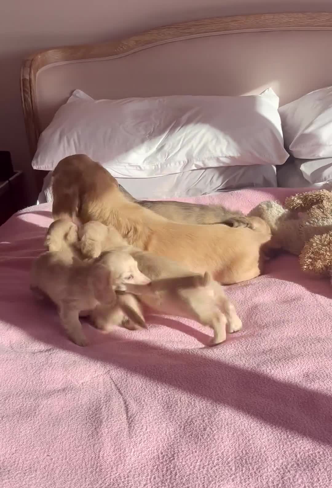 Miniature Dachshund dogs for sale: KC 🐶 Miniature Long Haired Cream Dachshund 🐶  - Video 1