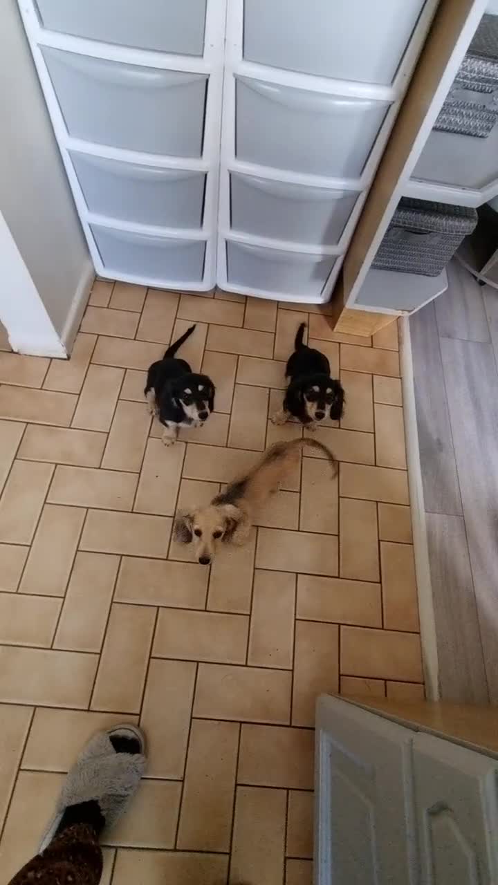 Miniature Dachshund dogs for sale: Last Wonderful KC Reg.MiniatureLH Dachshund Puppy  - Video 1