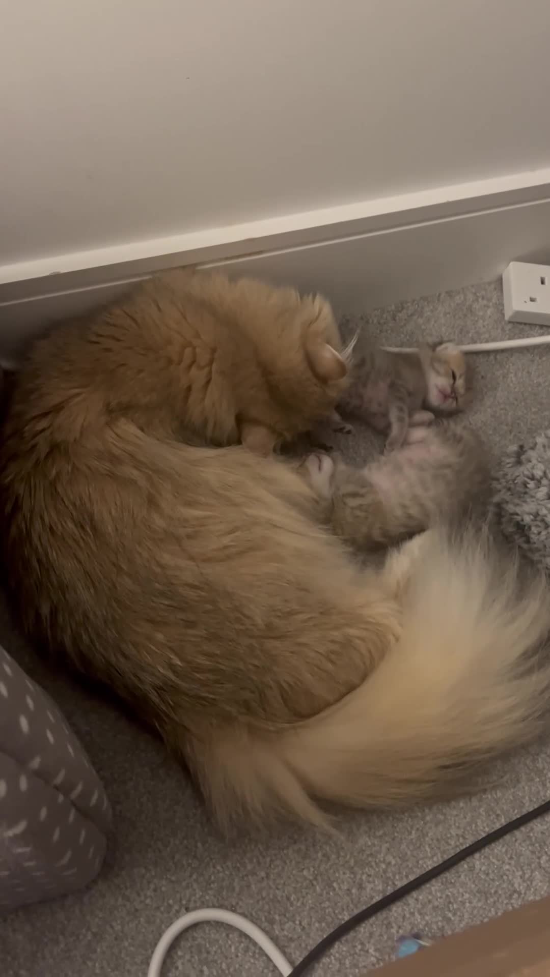 British Shorthair cats for sale: Two golden British Shorthair females - Video 5