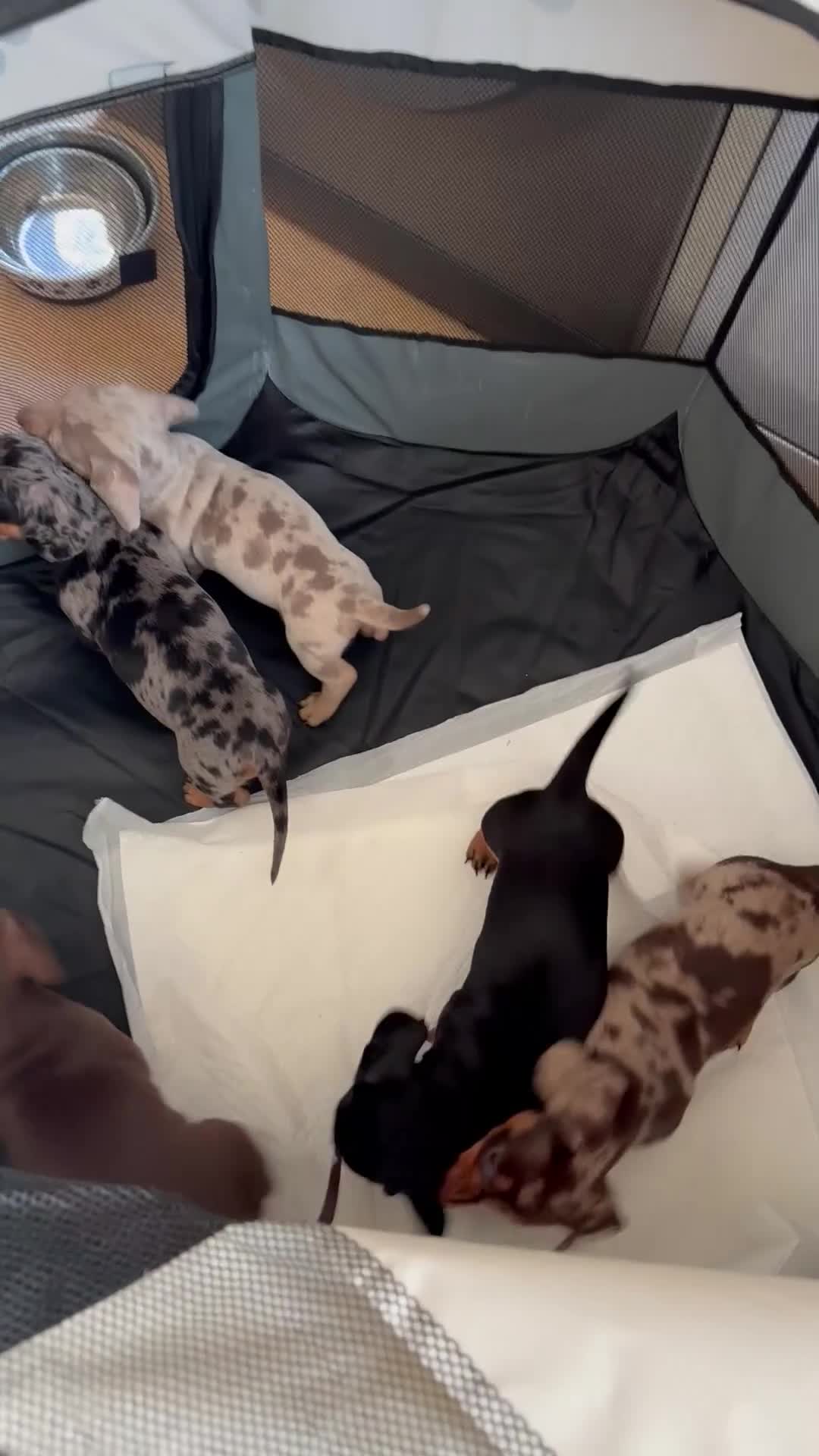 Dachshund dogs for sale: 5 beautiful Dachshund puppies in Leeds - Video 1
