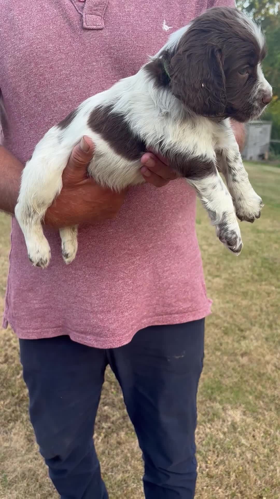 English Springer Spaniel dogs for sale: English springer spaniel puppies for sale  in Abergele - Video 2