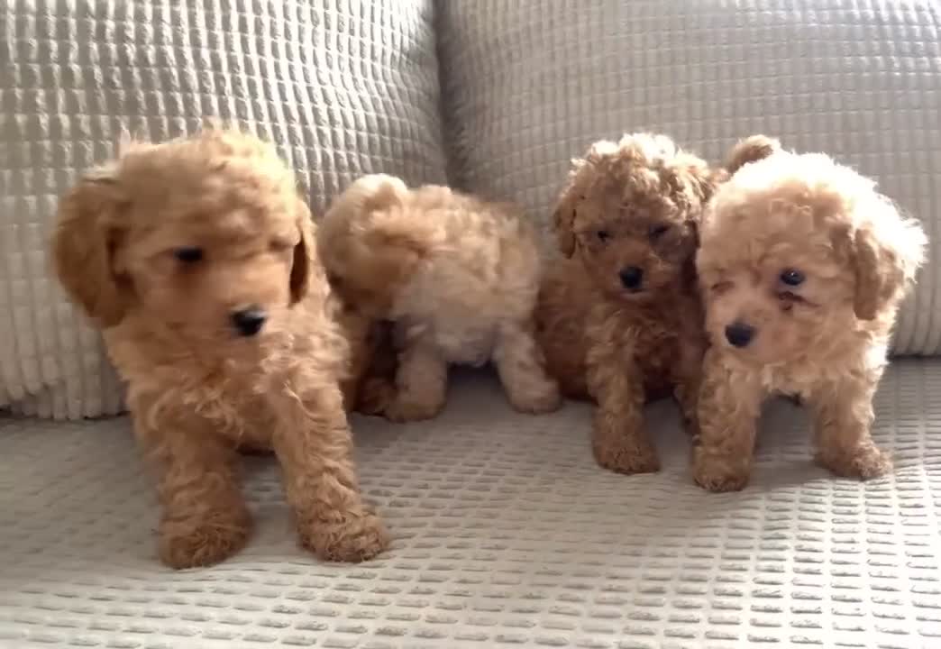 Poochon dogs for sale: Ready now, 1 boy and 1 girl Toy Poochon - Video 2