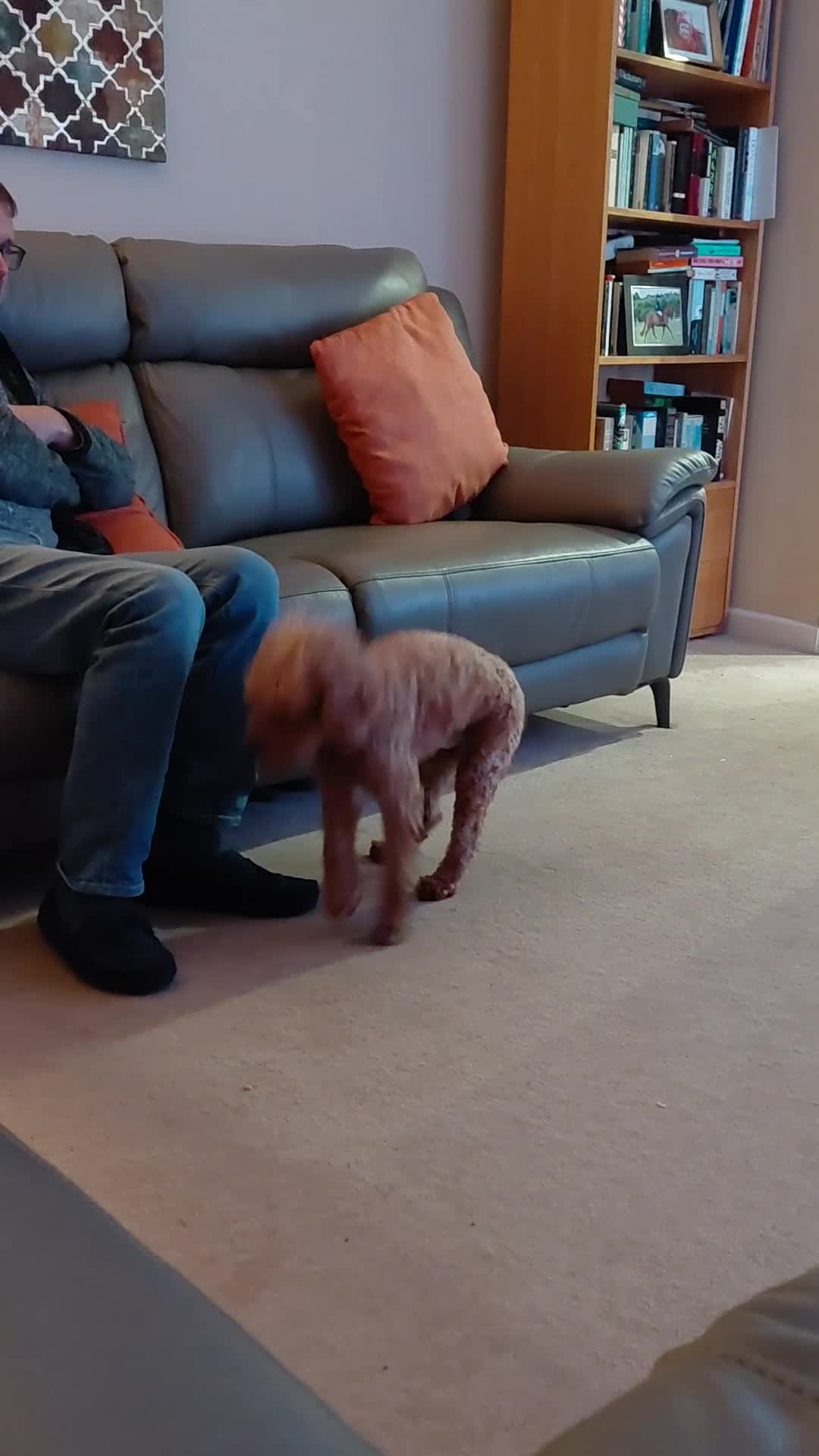 Mixed Breed dogs for sale: F1b Cockapoo - Video 2