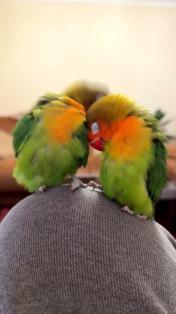 Lovebirds birds for sale: Super clingy and loving birds for sale as a pair - Video 2