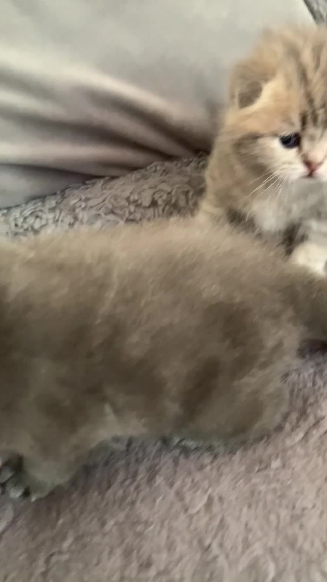 Scottish Fold cats for sale: 🌸PURE BREED SCOTTISH FOLD KITTENS🌸 - Video 1