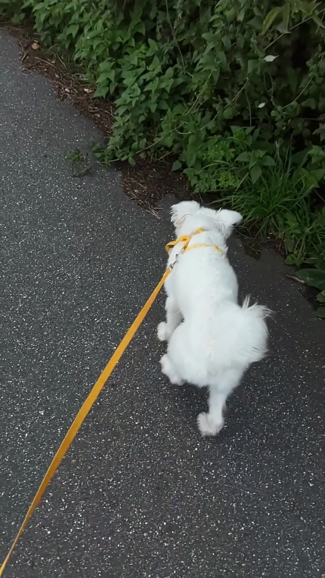 Mixed Breed dogs for sale: Maltese/bichon. - Video 3