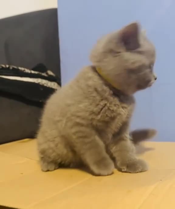 British Shorthair cats for sale: *Ready to leave in 1 week* Blue BSH GCCF Kittens  - Video 2