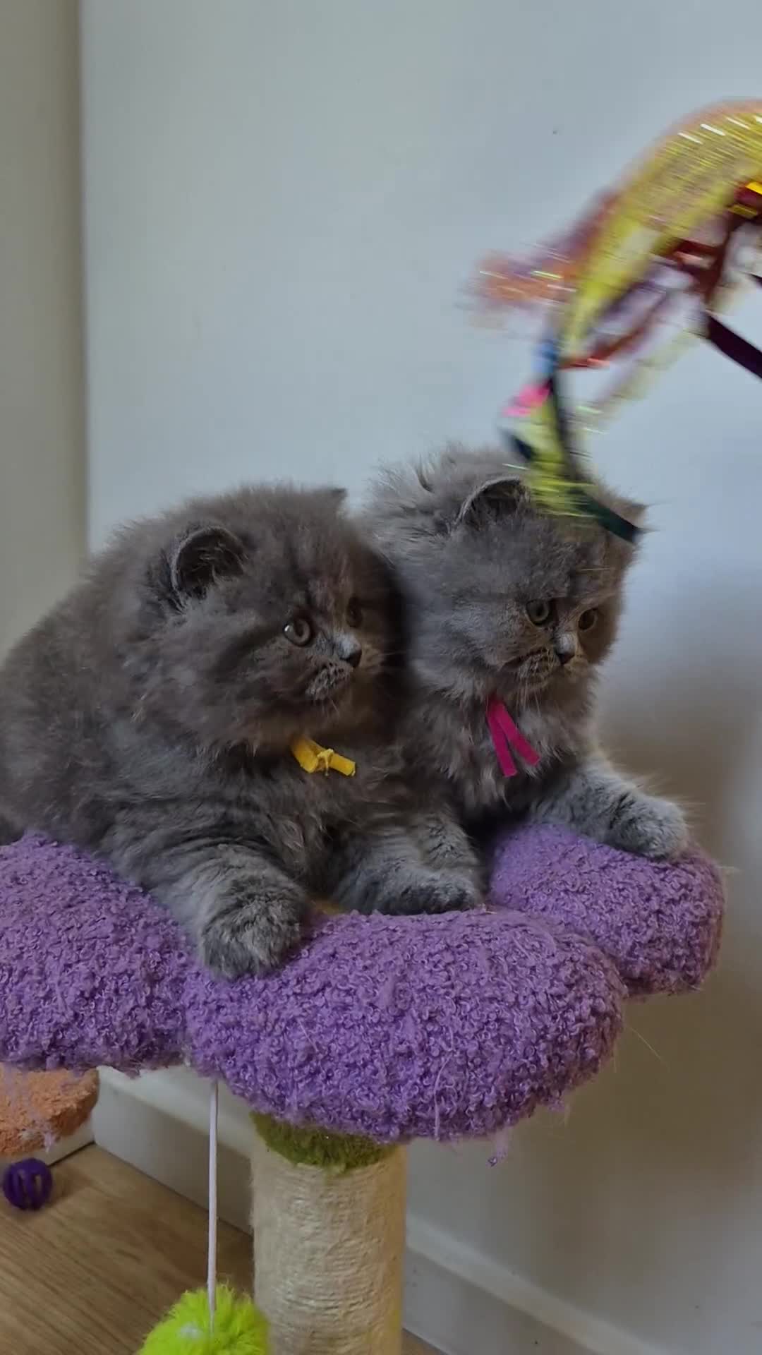 British Longhair cats for sale: GCCF Registered British Longhair kittens - Video 1
