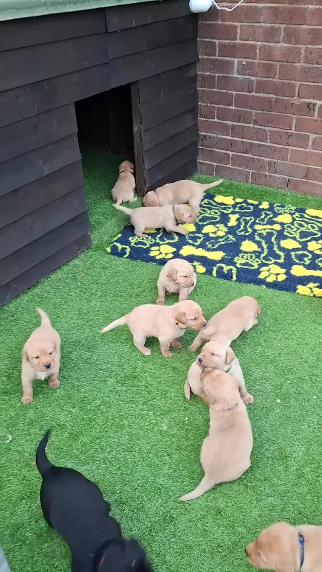 Labrador Retriever dogs for sale: KC REGISTERED WORKING LINE YELLOW LABRADOR PUPS - Video 1
