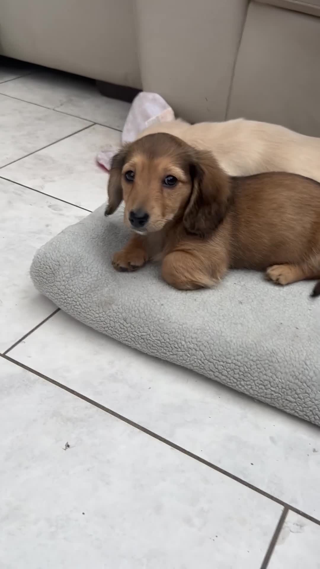 Dachshund dogs for sale: Miniature Long-haired KC Reg Girl!  - Video 1