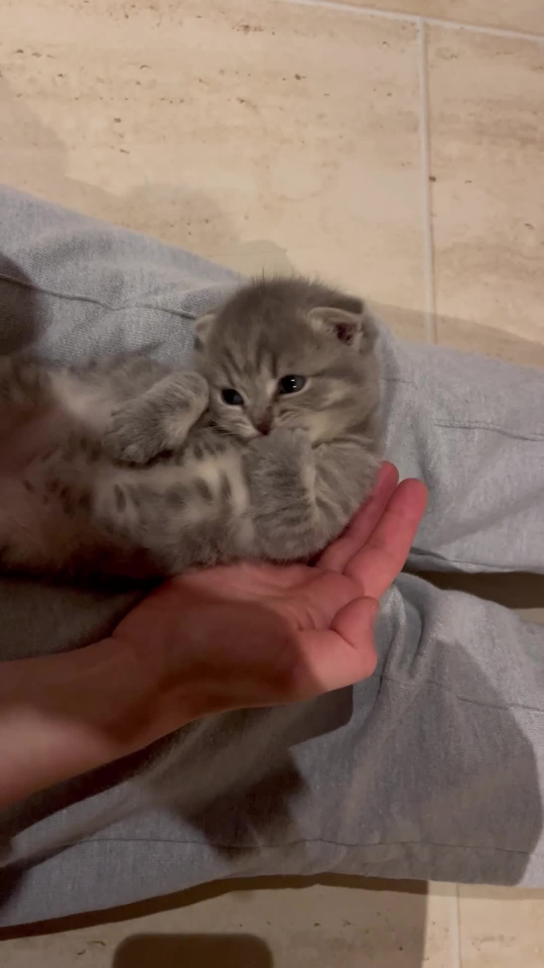 Scottish Fold cats for sale: Wonderful Scottish fold girl 💗🐾 - Video 1